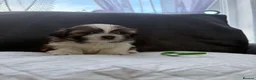 Shih Tzu dogs for sale: Shih Tzu Puppies in Great Yarmouth - Advert 2