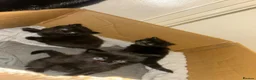 Maine Coon cats for sale: 3 gorgeous maine coon kittens for sale  - Advert 3