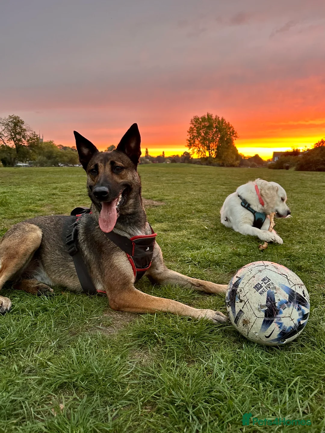 Belgian Shepherd Dog dogs for sale: 5 years old Belgian Shepherd Malinois  - Advert 7