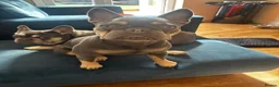 French Bulldog dogs for sale: Remi  - Advert 6