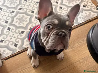 French Bulldog dogs french buldogs - Advert 1