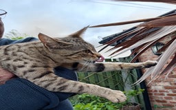 Savannah cats for sale: Pedigree Early generation TICA Reg Savannah Lady in Darlington - Image 7
