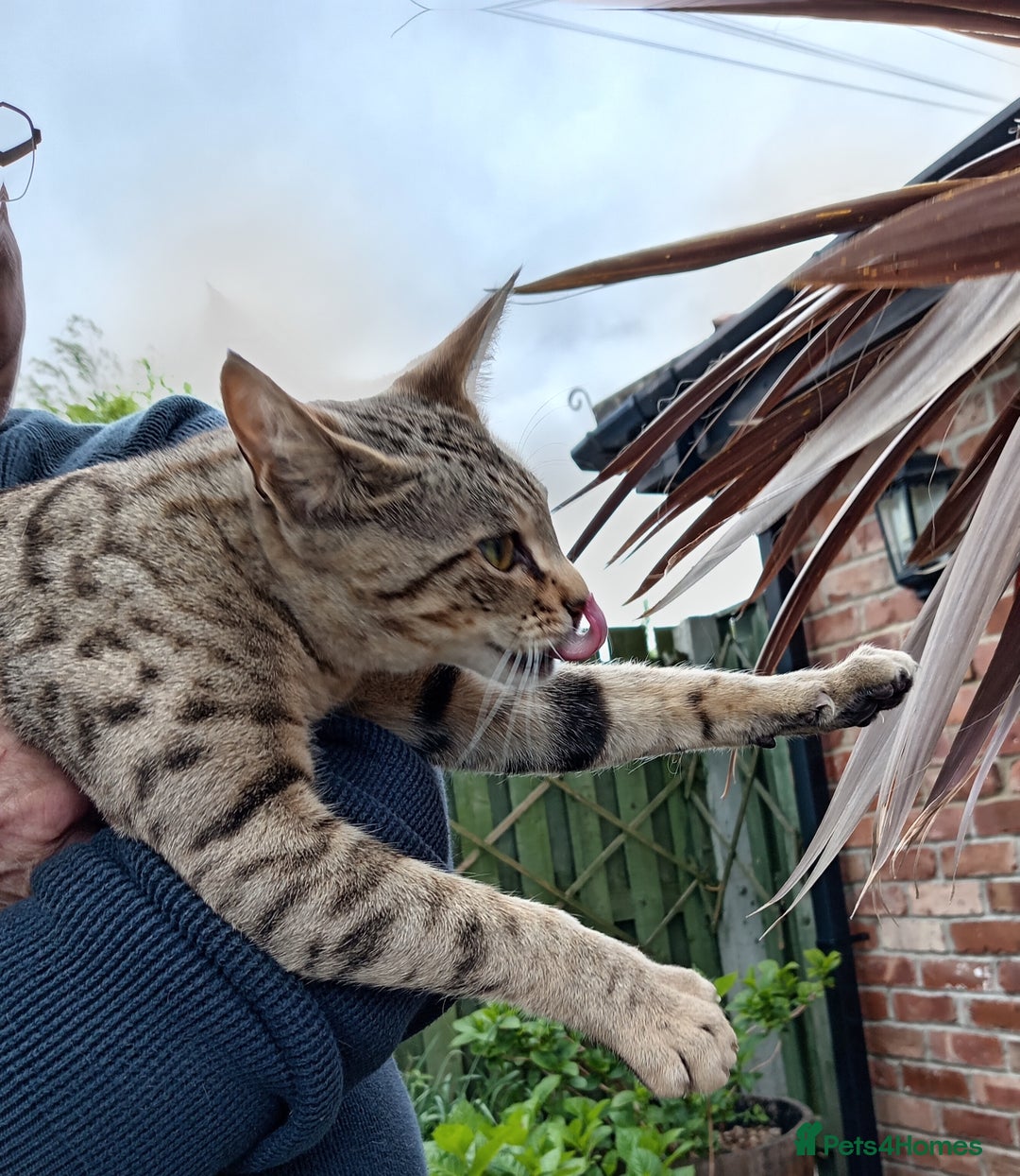 Savannah cats for sale: Pedigree Early generation TICA Reg Savannah Lady in Darlington - Image 7