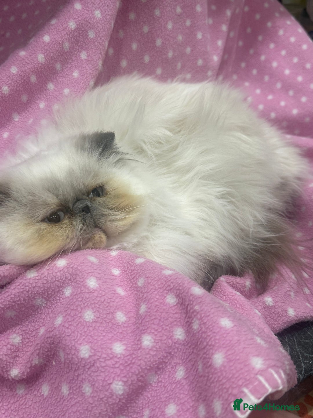 Persian cats for sale: 💕 Beautiful kitten 💕 - Advert 5