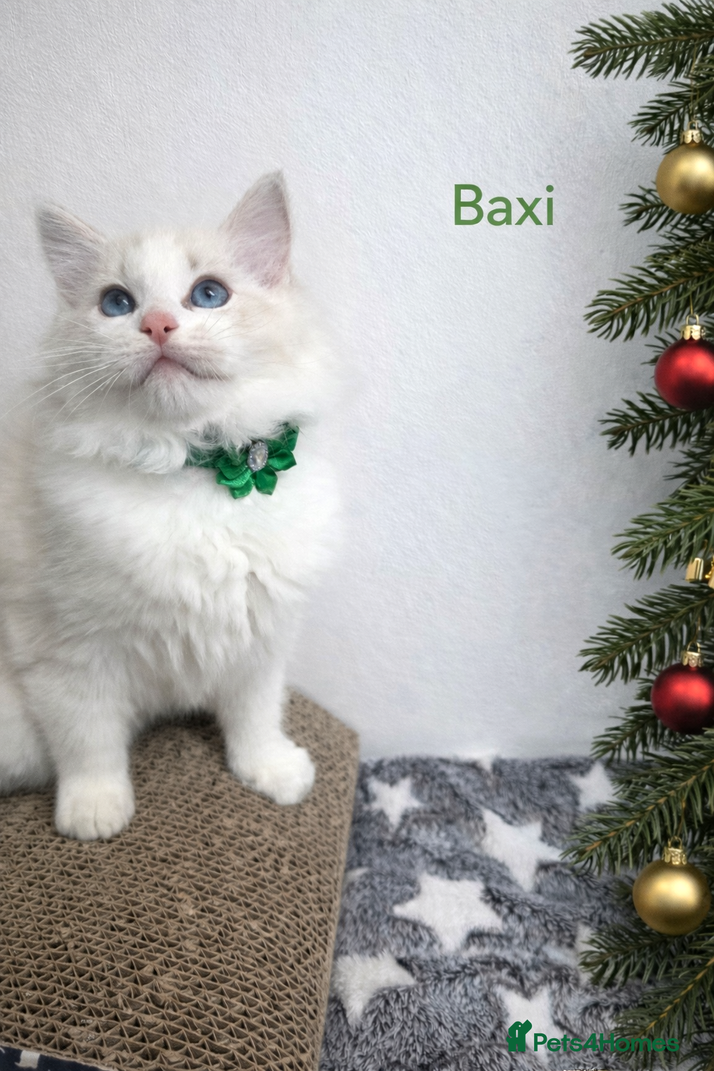 Ragdoll cats 💕GCCF registered ragdoll kittens💕 - Advert 6