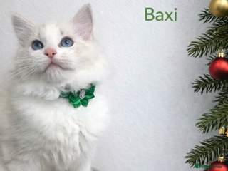 Ragdoll cats 💕GCCF registered ragdoll kittens💕 - Advert 6