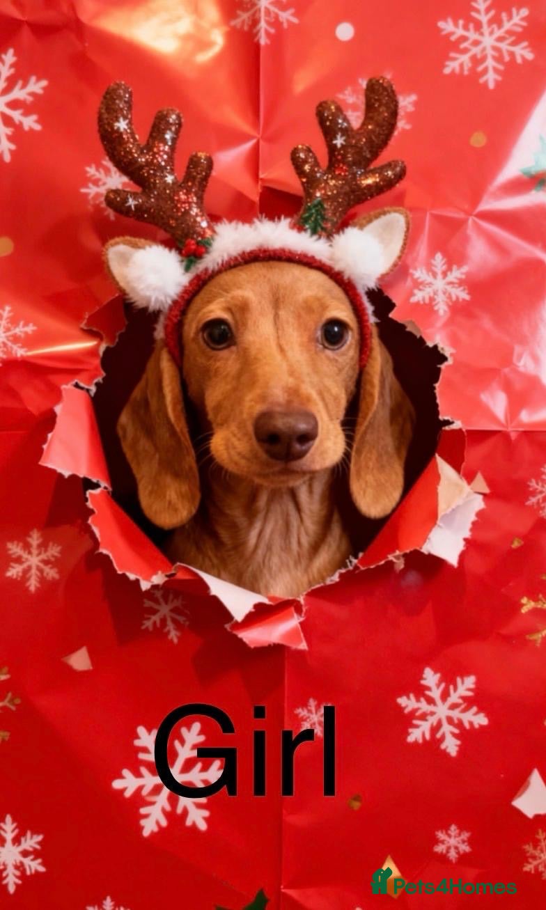 Dachshund dogs 2 Miniature dachshunds left - Advert 4