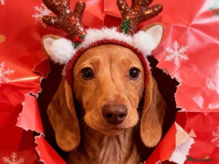 Dachshund dogs 2 Miniature dachshunds left - Advert 1