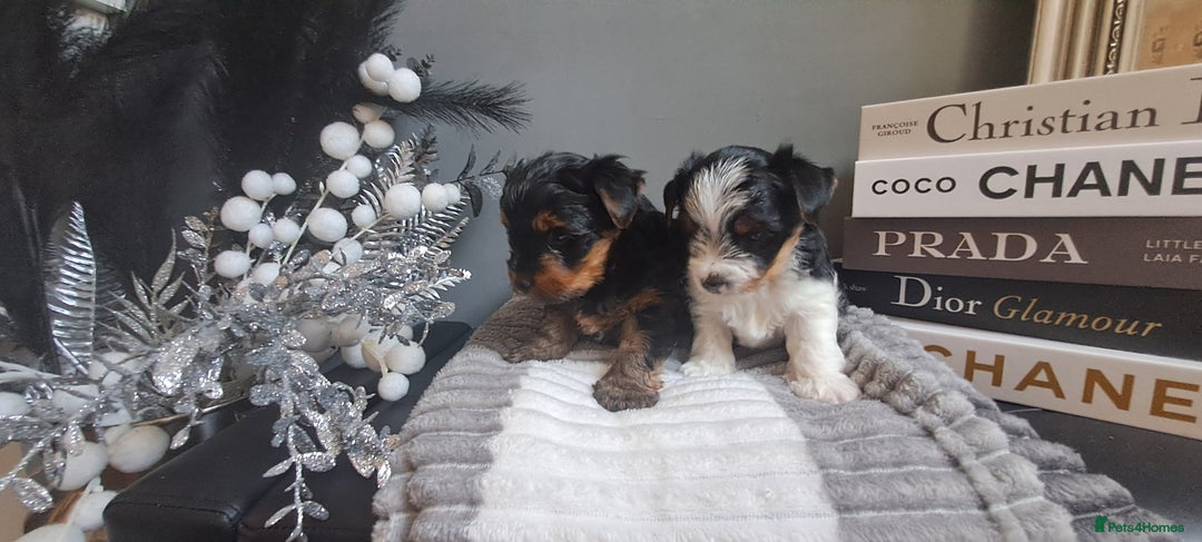 Yorkshire Terrier dogs for sale: Beautiful Biewer Yorkshire pups*LASTBOY Readynow* in Andover - Image 38