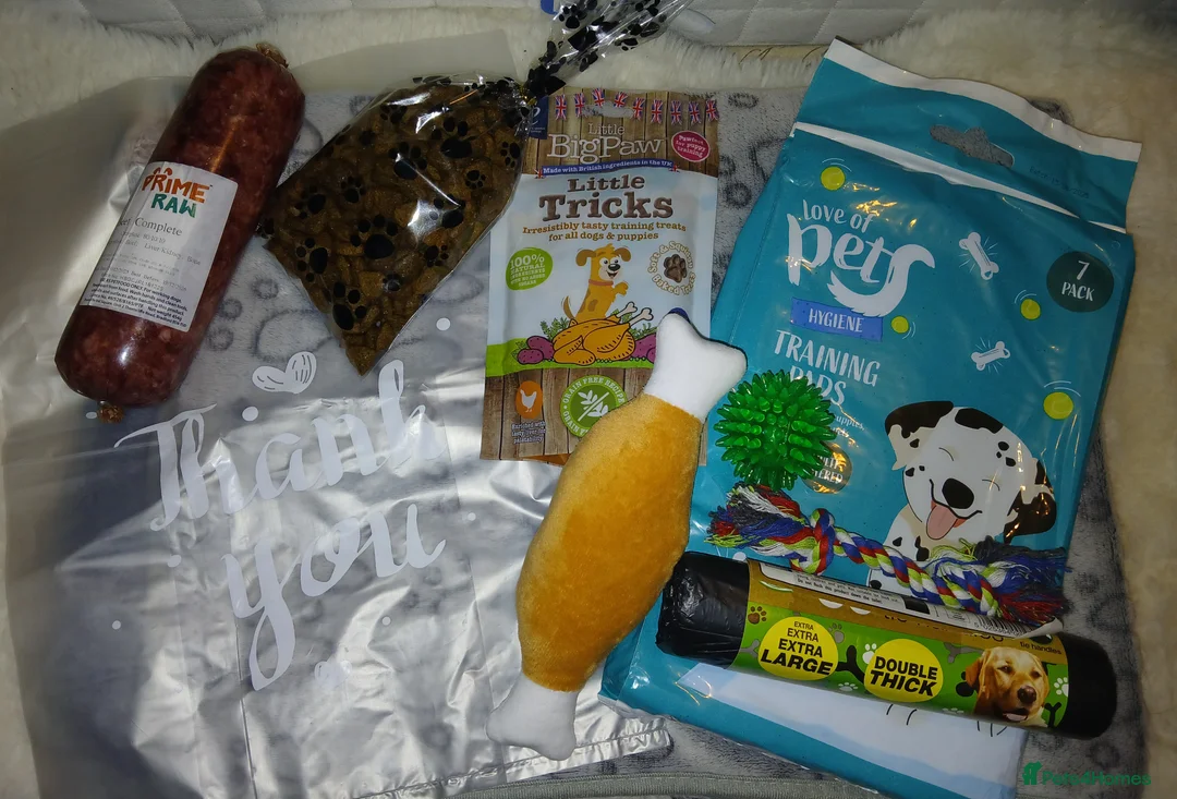 Cane Corso dogs for sale: ***REDUCED*** Cane Corso pups - Advert 6