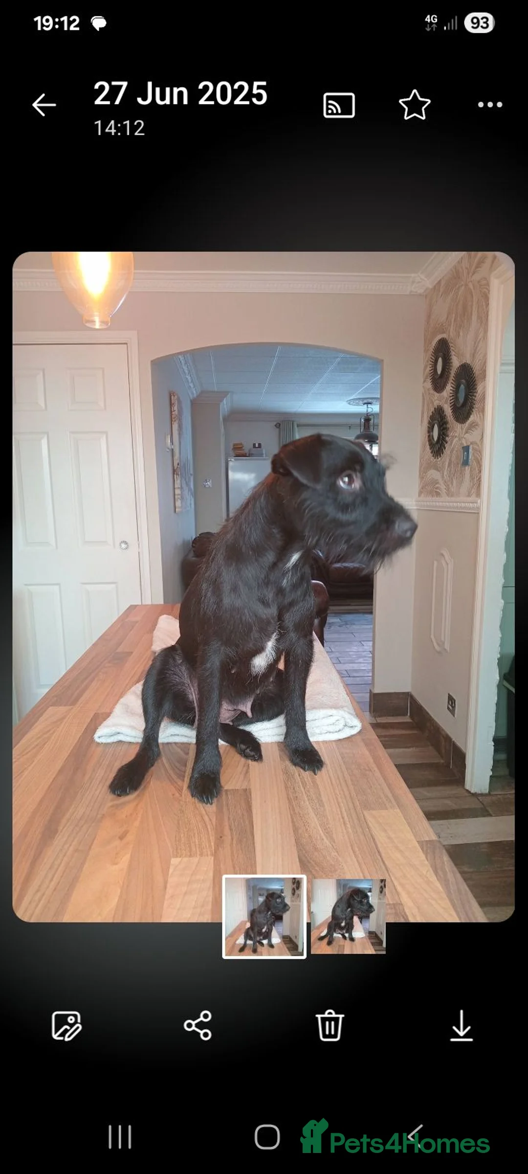 Patterdale Terrier dogs for sale:   nuttall and brae buck Patterdale Terrier pups - Advert 1