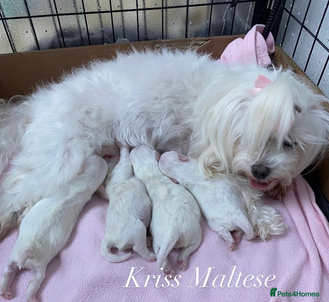 Maltese dogs ✨Outstanding kc registered Korean Maltese puppies✨ - Advert 13