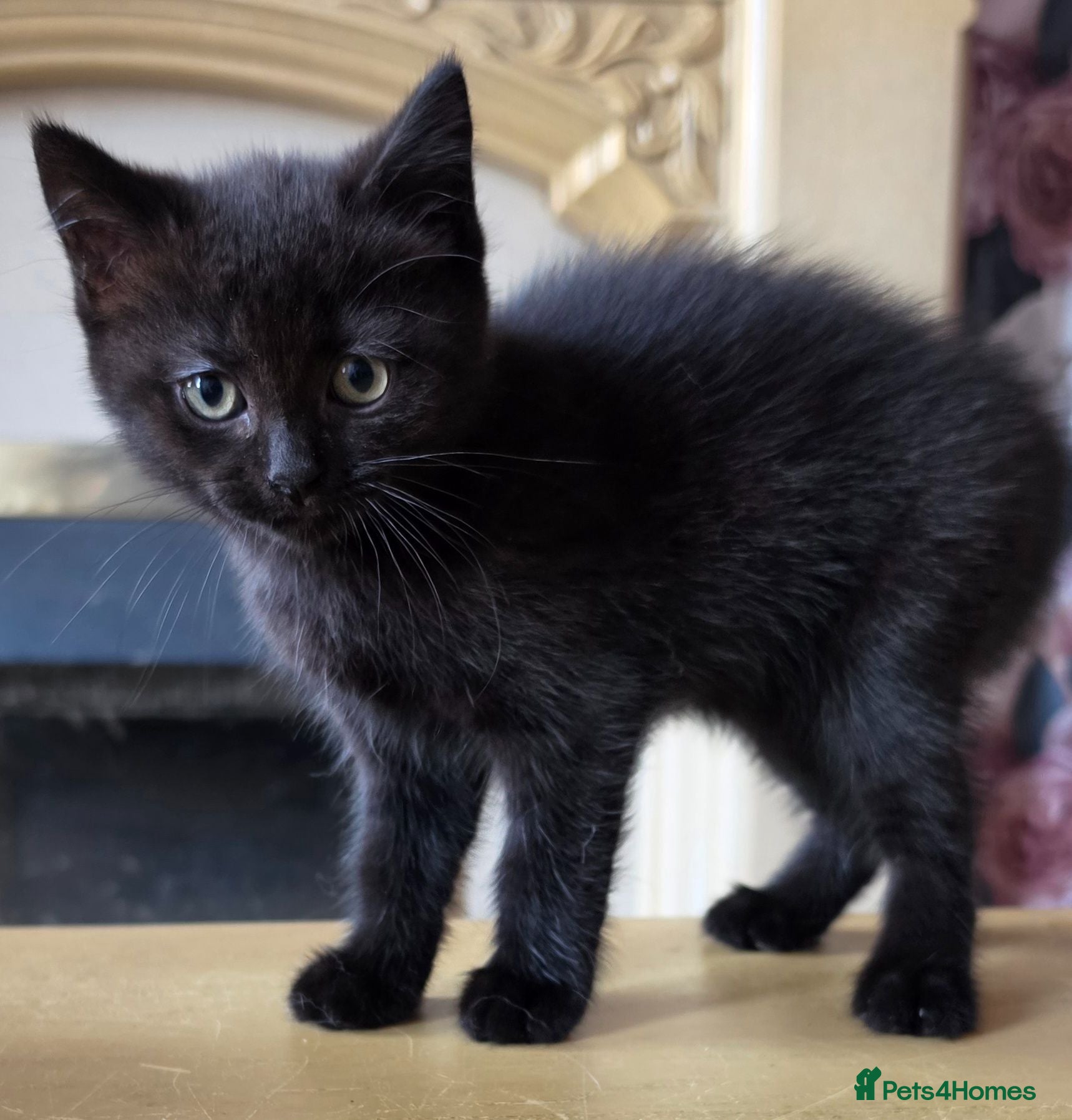 British Shorthair cats British Shorthair Exotic Kittens - Advert 2