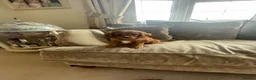 Cavapoo dogs for sale: Cavapoo puppies  - Advert 26