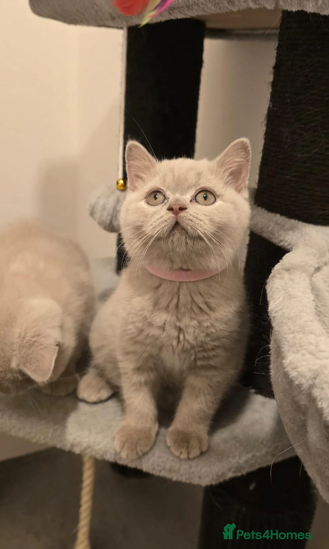 British Shorthair cats for sale: Gorgeous British Shorthair Kittens TICA Registered - Advert 2