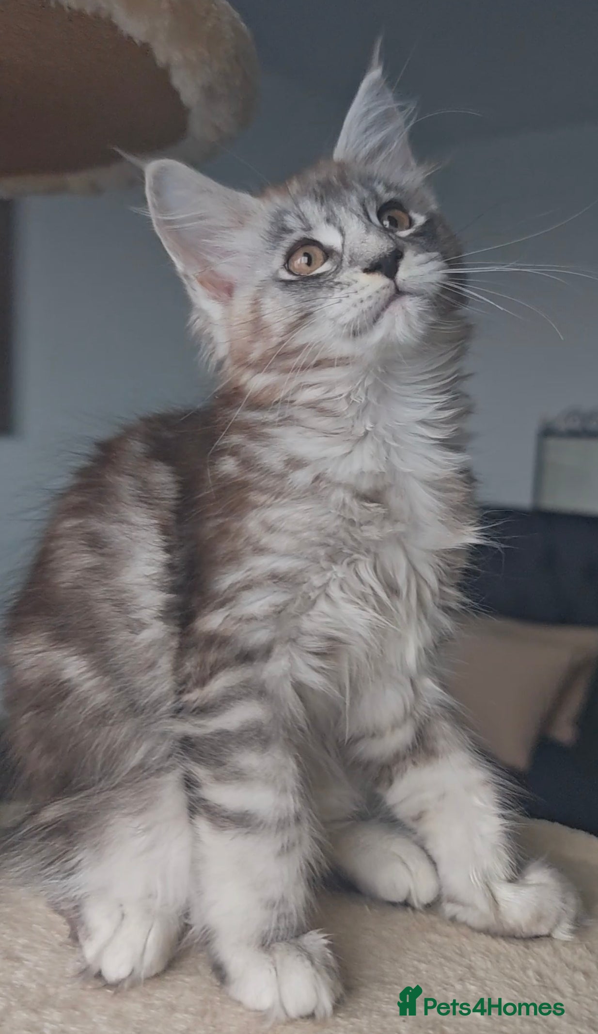 Maine Coon cats MaineCoon World Champion Bloodlines/London  - Advert 2