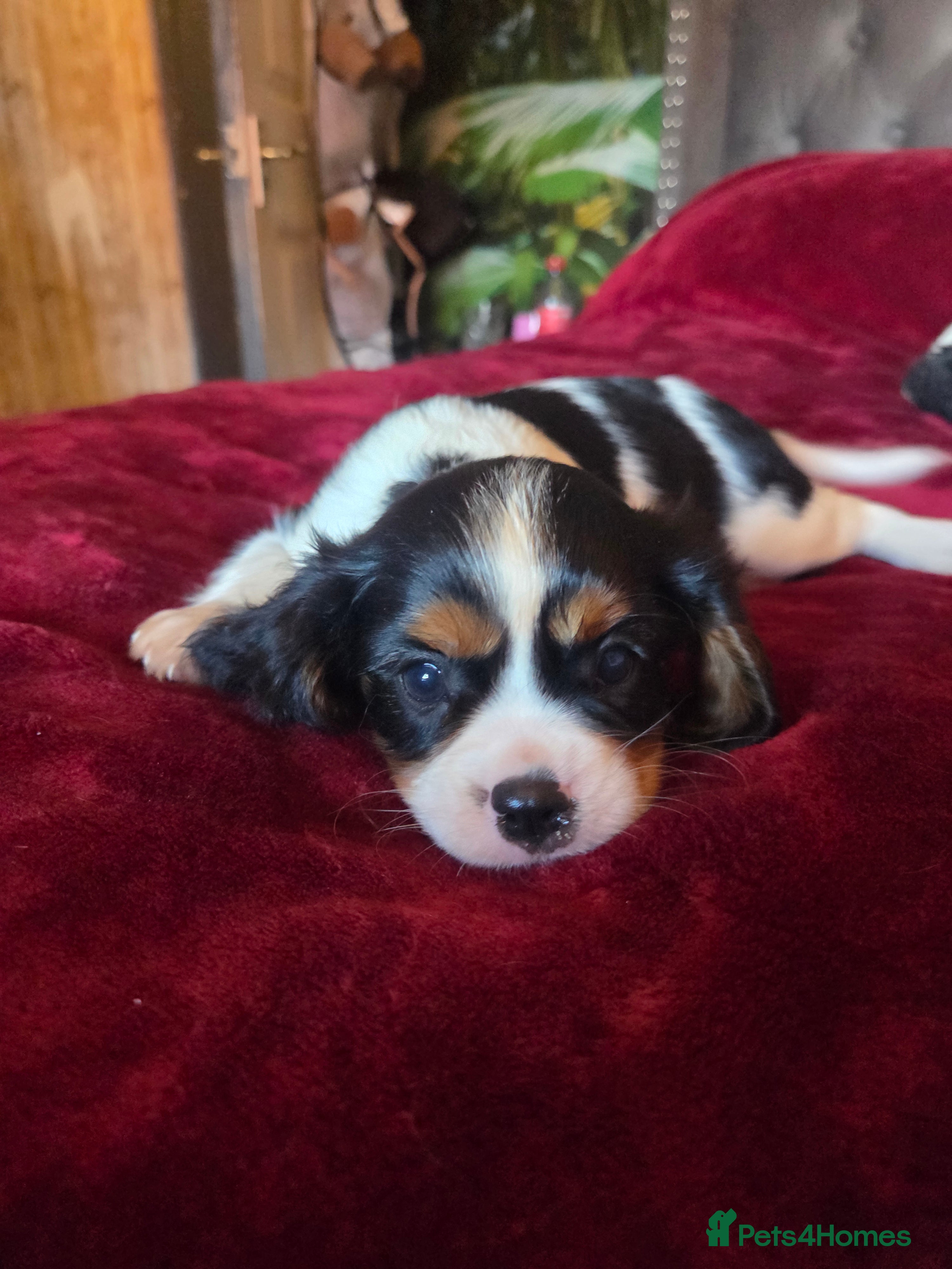 Cavalier King Charles Spaniel dogs Cavalier King Charles Spaniel Puppies Available - Advert 3