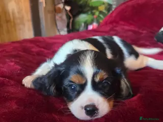 Cavalier King Charles Spaniel dogs Cavalier King Charles Spaniel Puppies Available - Advert 3