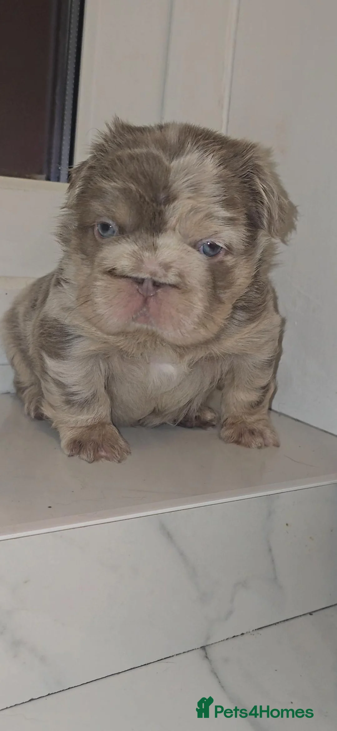 French Bulldog dogs for sale: Stunning chunky french bulldog boy  - Advert 5