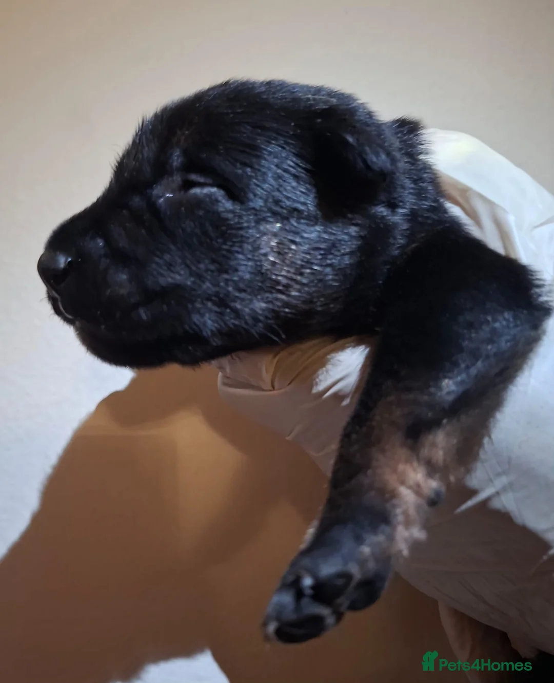 Belgian Shepherd Dog dogs for sale: Mechelse Herder Puppies For Sale - Advert 22