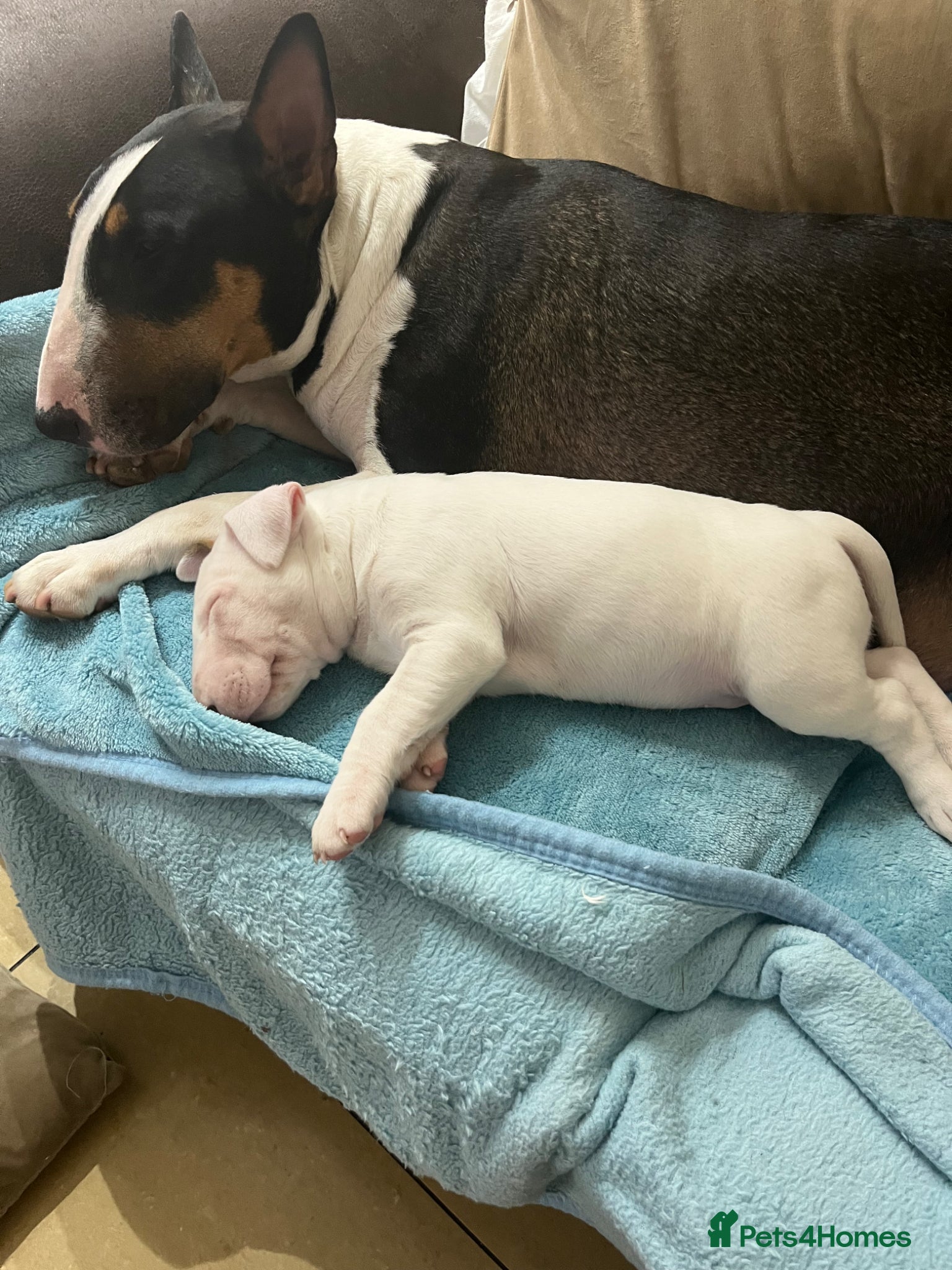 English Bull Terrier dogs 1 English Bull Terrier Puppy For Sale - Advert 1