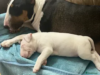 English Bull Terrier dogs 1 English Bull Terrier Puppy For Sale - Advert 1