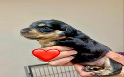 Miniature Dachshund dogs for sale: KC reg black & cream longhaired girl - Image 1