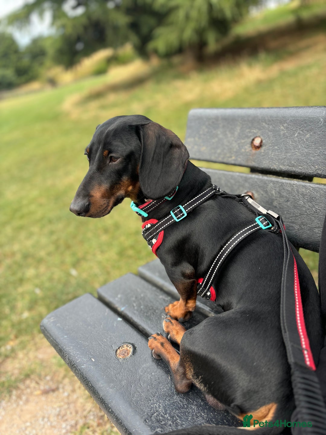 Dachshund dogs for sale: Dachshund Black and Tan male - Slinky - Advert 7