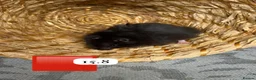 Hamster rodents for sale: Beautiful baby Syrian Hamsters Sheffield - Advert 22