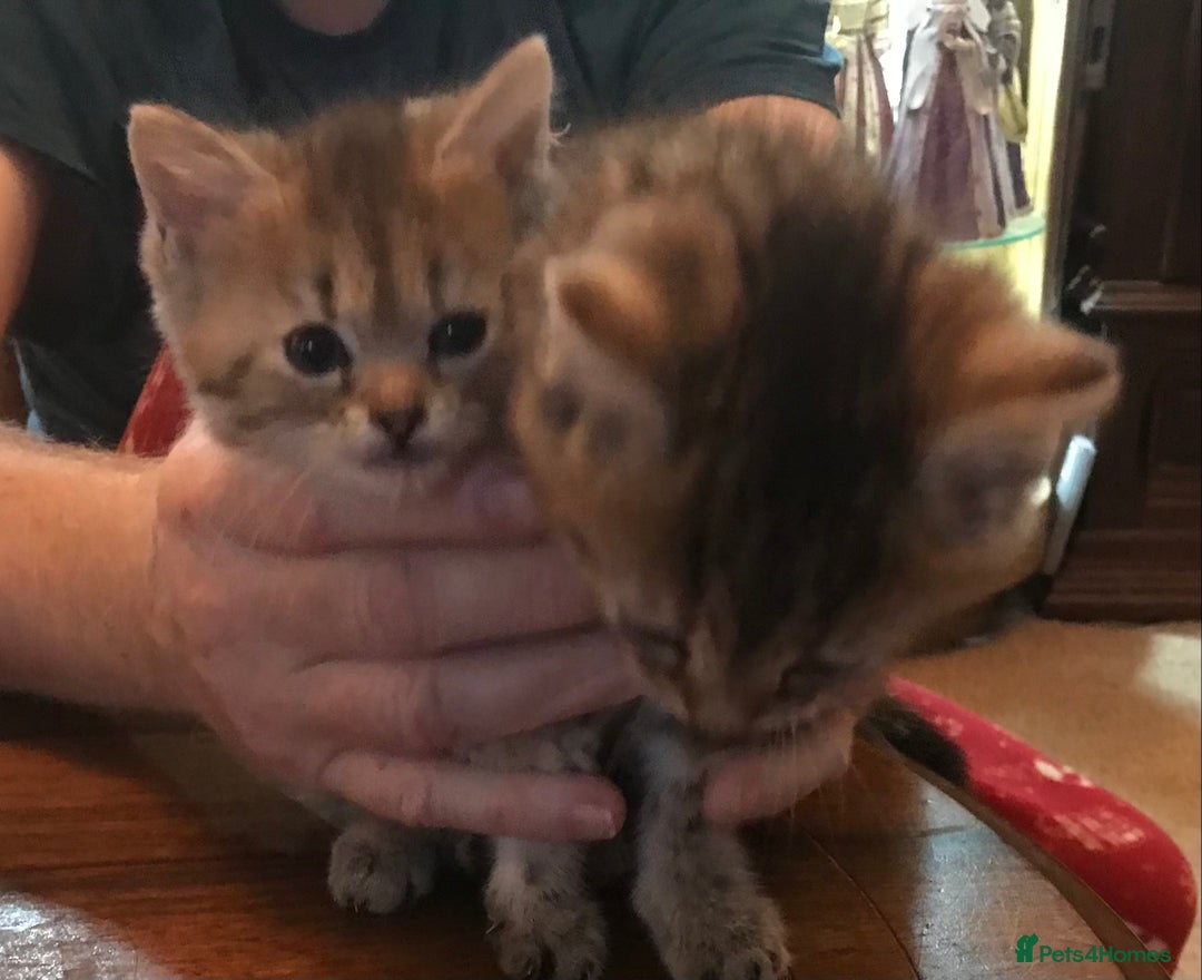 Mixed Breed cats for sale: Beautiful Fluffy Tabby Siblings for sale - Image 2