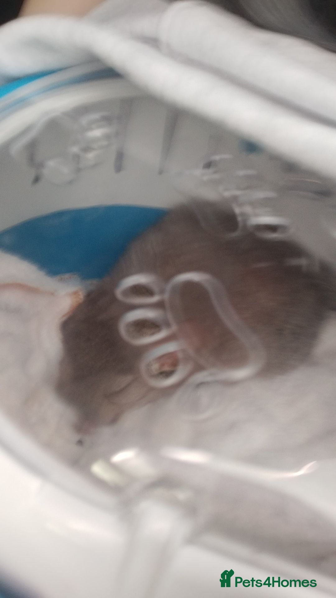 Chinchilla rodents for sale: Chinchillas for sale  - Image 3
