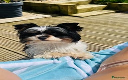 Biewer Terrier dogs for sale: Biewer Yorkshire Terrier - Image 13