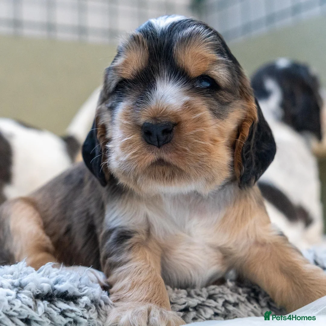 Cocker Spaniel dogs for sale: Cocker Spaniel puppies - ready 9/9/26 - Advert 1