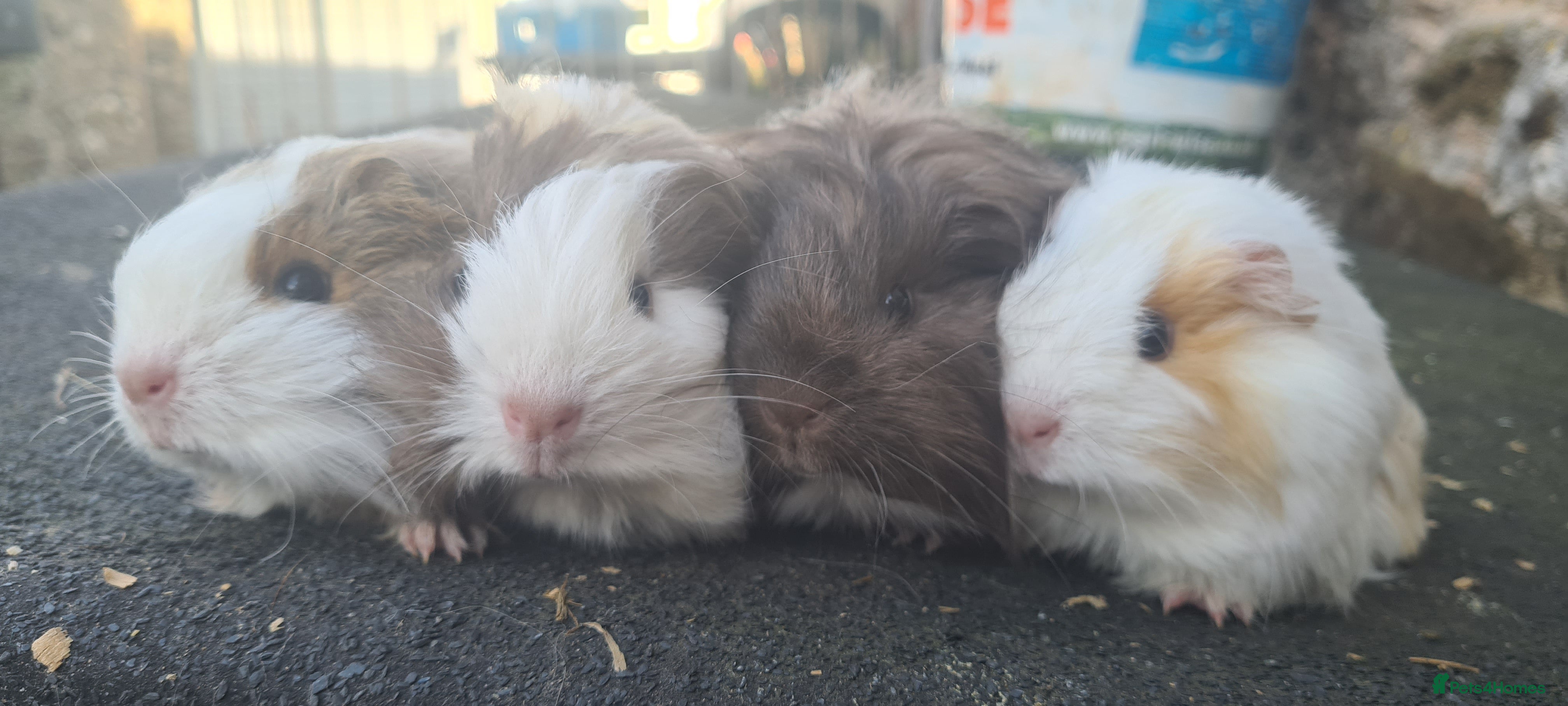 Guinea Pig rodents Pure Sheltie Male guinea pigs  - Advert 1
