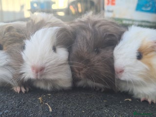 Guinea Pig rodents Pure Sheltie Male guinea pigs - Advert 5