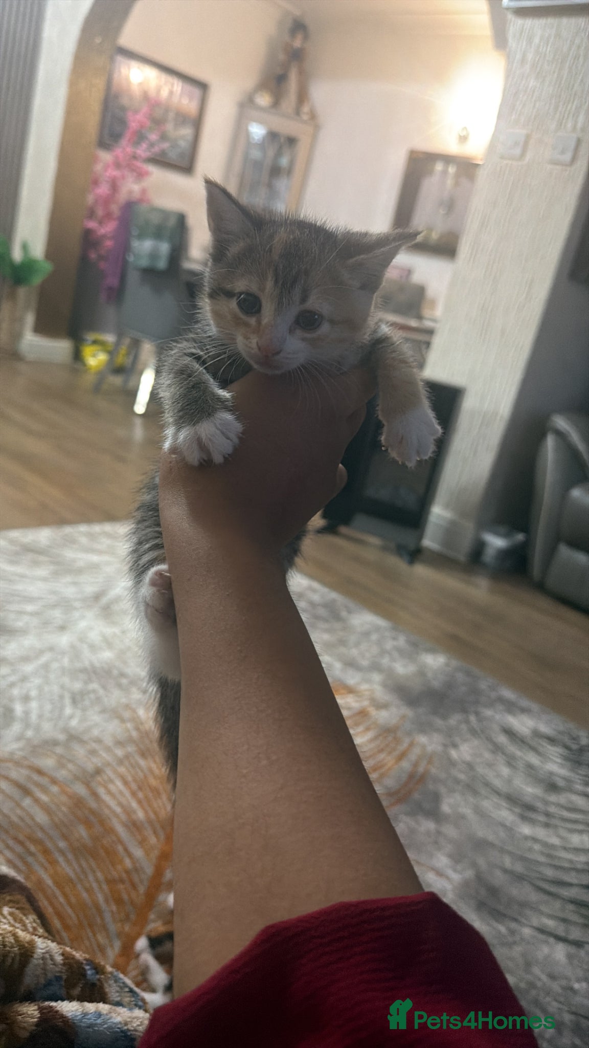 Mixed Breed cats Kittens (litter of 5) looking for a loving home - Advert 2