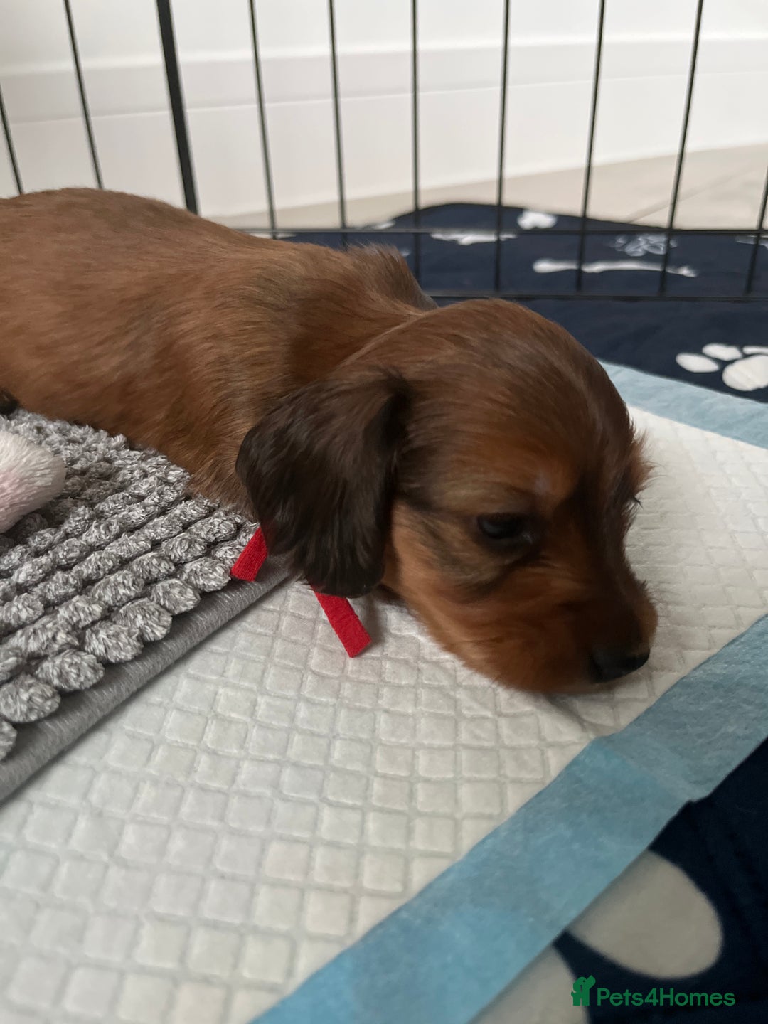 Miniature Dachshund dogs for sale: Family owned miniature longhaired dachshunds - Image 30