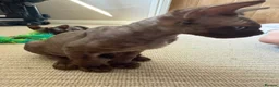 Devon Rex cats for sale: Two mischievous Devon Rex boys  - Advert 2