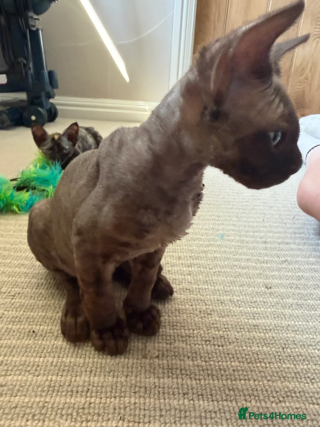 Devon Rex cats for sale: Two mischievous Devon Rex boys  - Advert 2