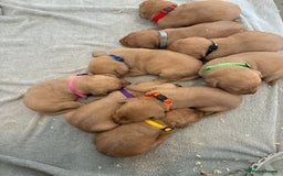Labrador Retriever dogs for sale: 9 kc Labrador pups  - Image 3