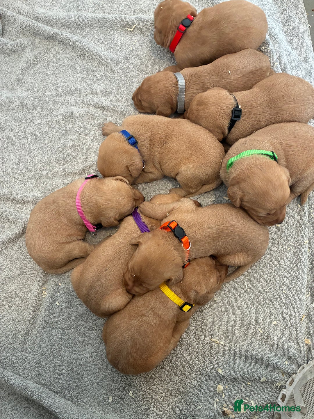 Labrador Retriever dogs for sale: 9 kc Labrador pups  - Image 3