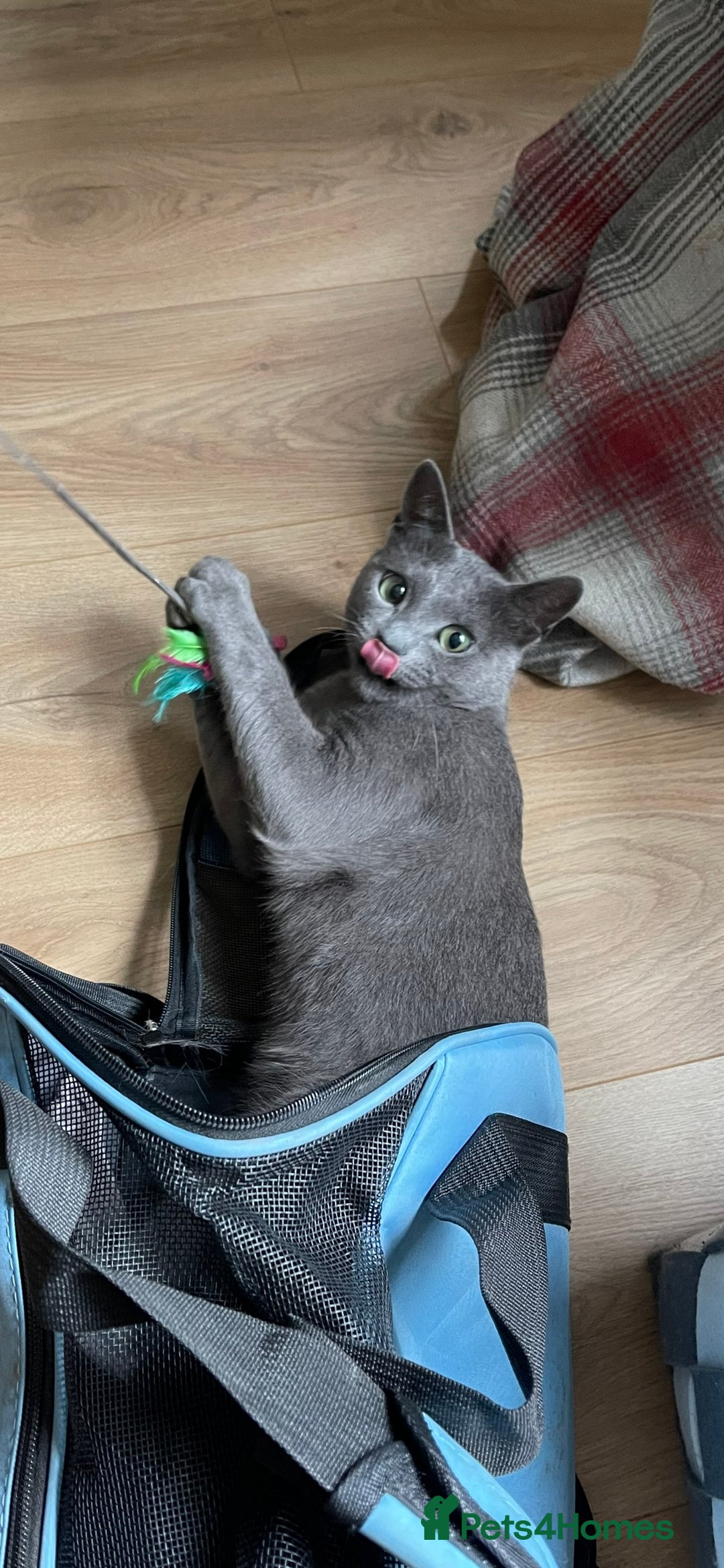 Russian Blue cats for sale: Pure Russian Blue Kittens  - Advert 10