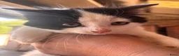 Mixed Breed cats for sale: 2 boys and a girl for sale  - Advert 2