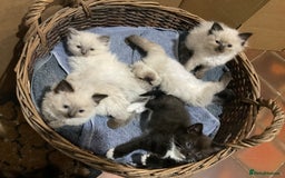 Ragdoll cats for sale: Lovely Kittens - Image 2