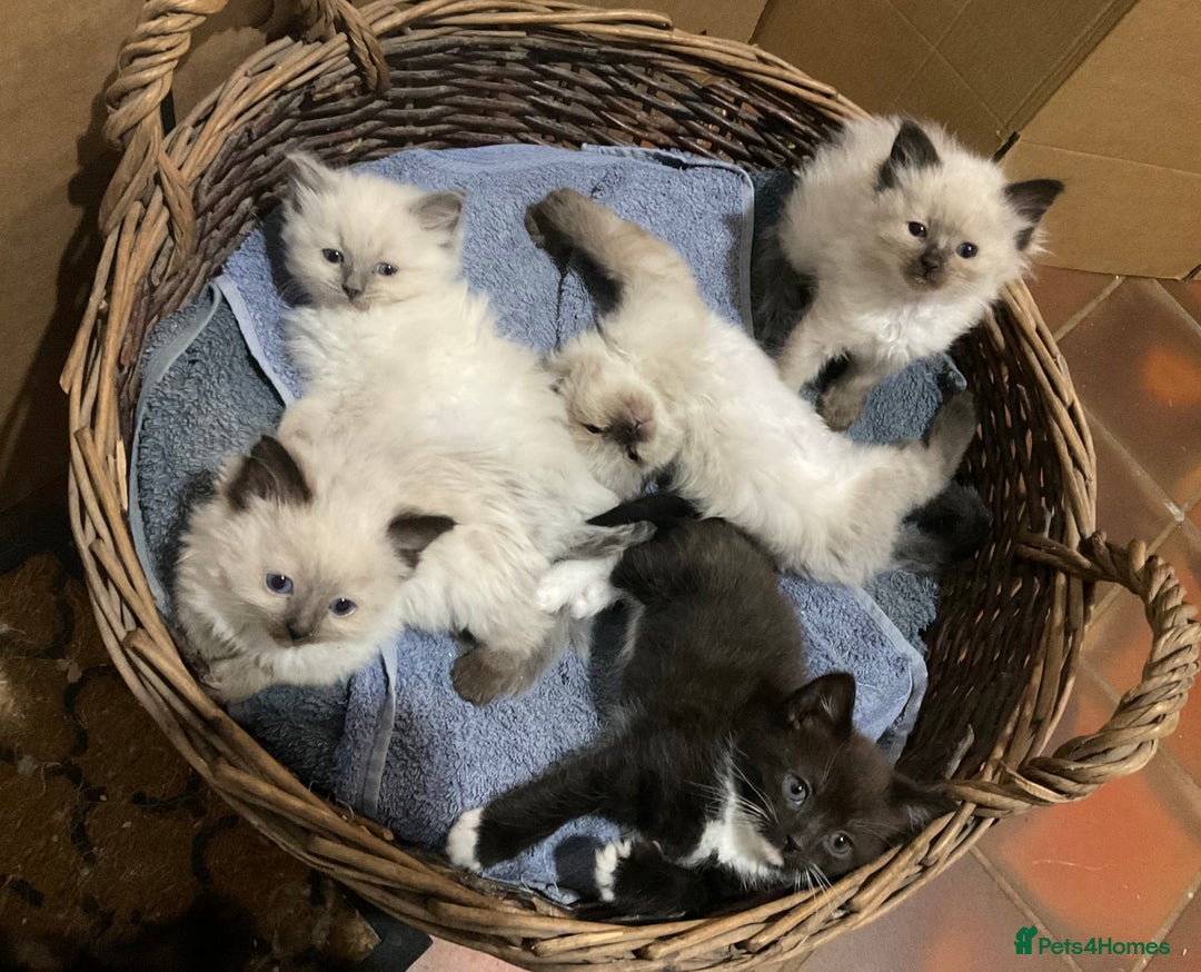 Ragdoll cats for sale: Lovely Kittens - Image 2