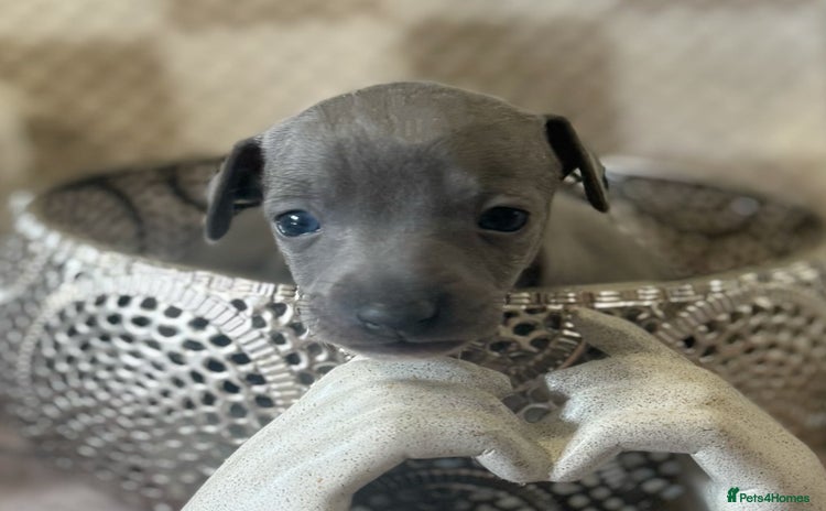 Italian Greyhound dogs - Advert 1