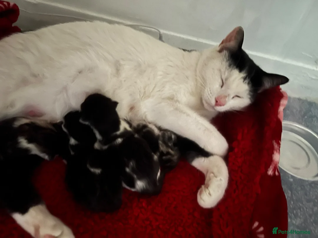Mixed Breed cats for sale: STUNNING KITTENS DUE IN AUGUST  - Advert 8