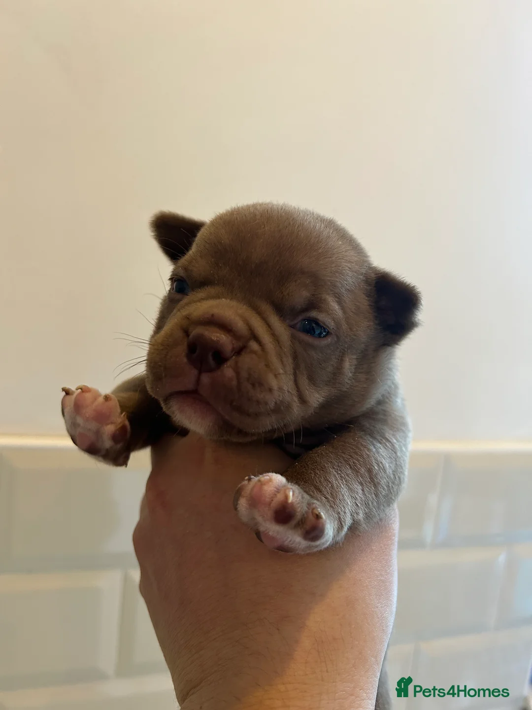 American Bully dogs for sale: New vids litter available in 5 weeks read ad  - Advert 13