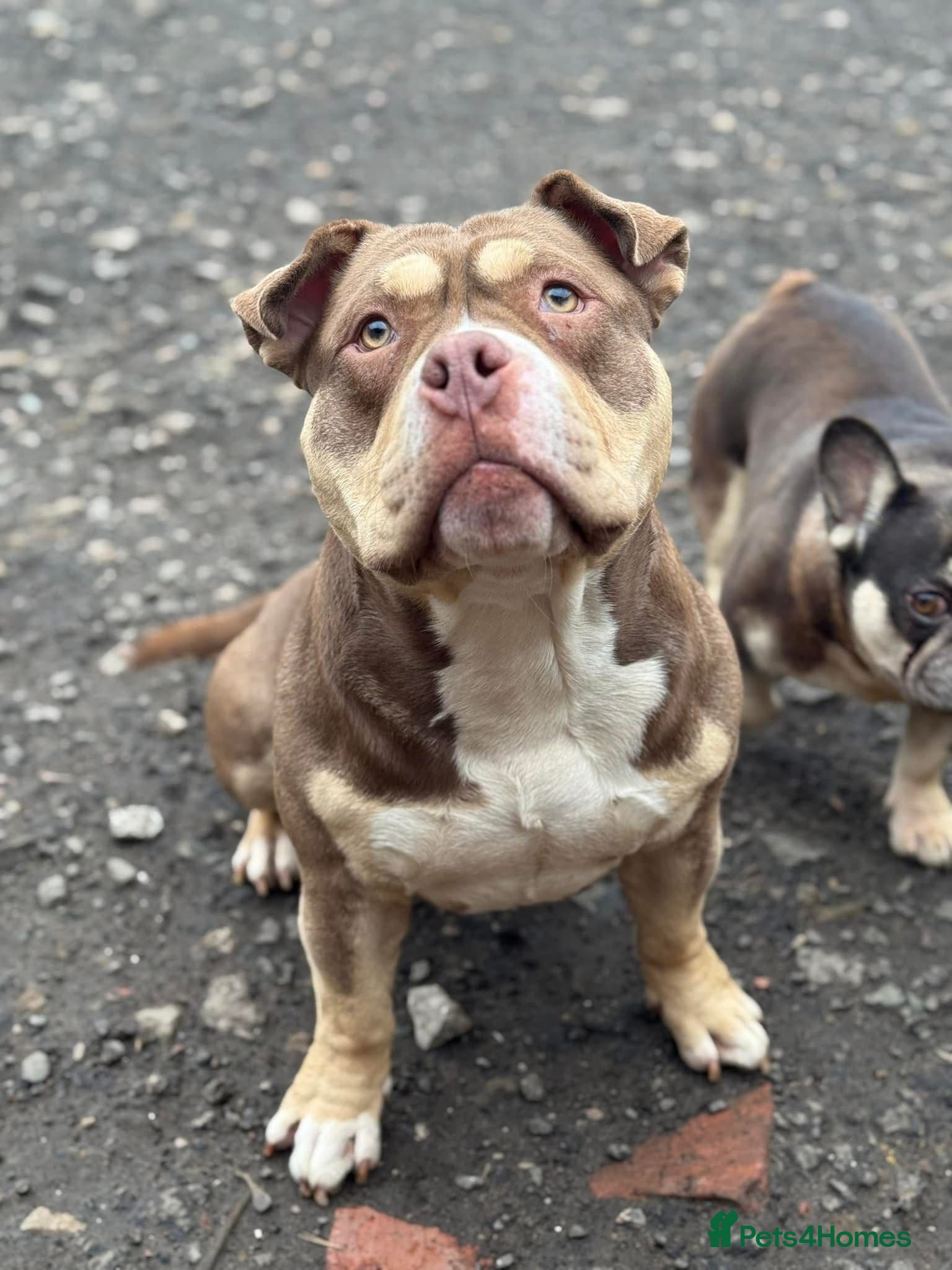 American Bully dogs American Pocket Bully - Advert 1