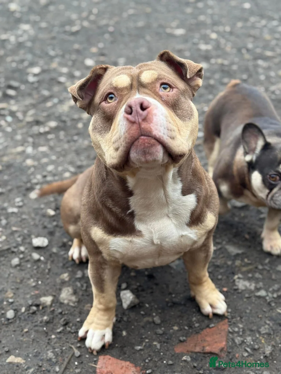 American Bully dogs for sale: American Pocket Bully - Advert 1